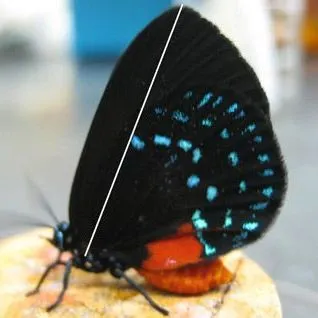 thumbnail for publication: Atala Butterfly, Atala Hairstreak, Coontie Hairstreak, Eumaeus atala Poey 1832 (Insecta: Lepidoptera: Lycaenidae)